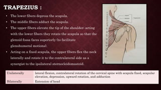 Applied Biomechanics of Cervical Spine | PPTX
