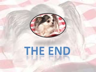 the smallest bolsa in the world