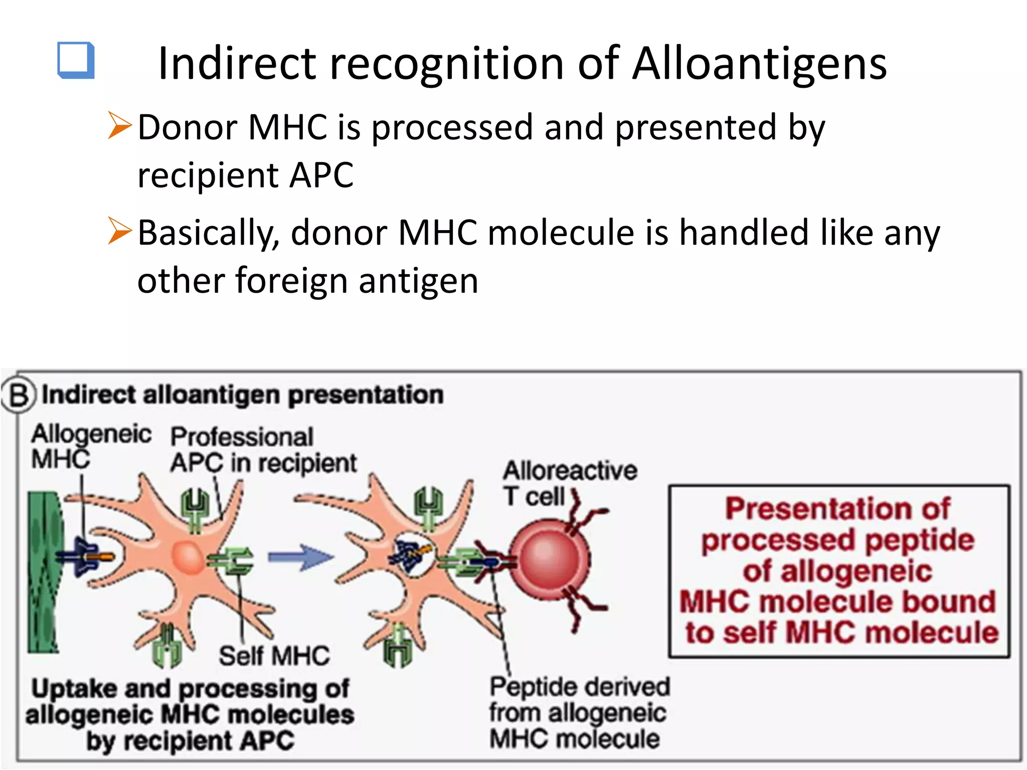 

Indirect recognition of Alloantigens
Donor MHC is processed and presented by
recipient APC
Basically, donor MHC molecule is handled like any
other foreign antigen

 