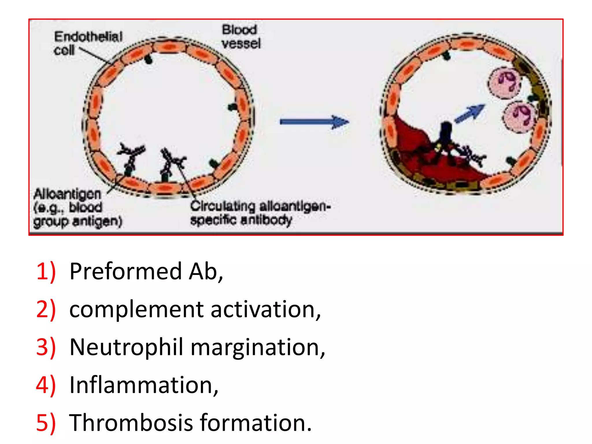 1)
2)
3)
4)
5)

Preformed Ab,
complement activation,
Neutrophil margination,
Inflammation,
Thrombosis formation.

 