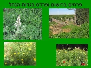 פרחים ברושים ופרדס בגדות הנחל 
 