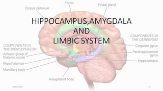 HIPPOCAMPUS,AMYGDALA
AND
LIMBIC SYSTEM
26/01/2016 24
 