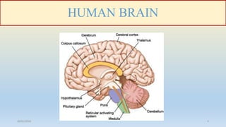 HUMAN BRAIN
26/01/2016 4
 