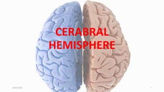 CERABRAL
HEMISPHERE
26/01/2016 7
 