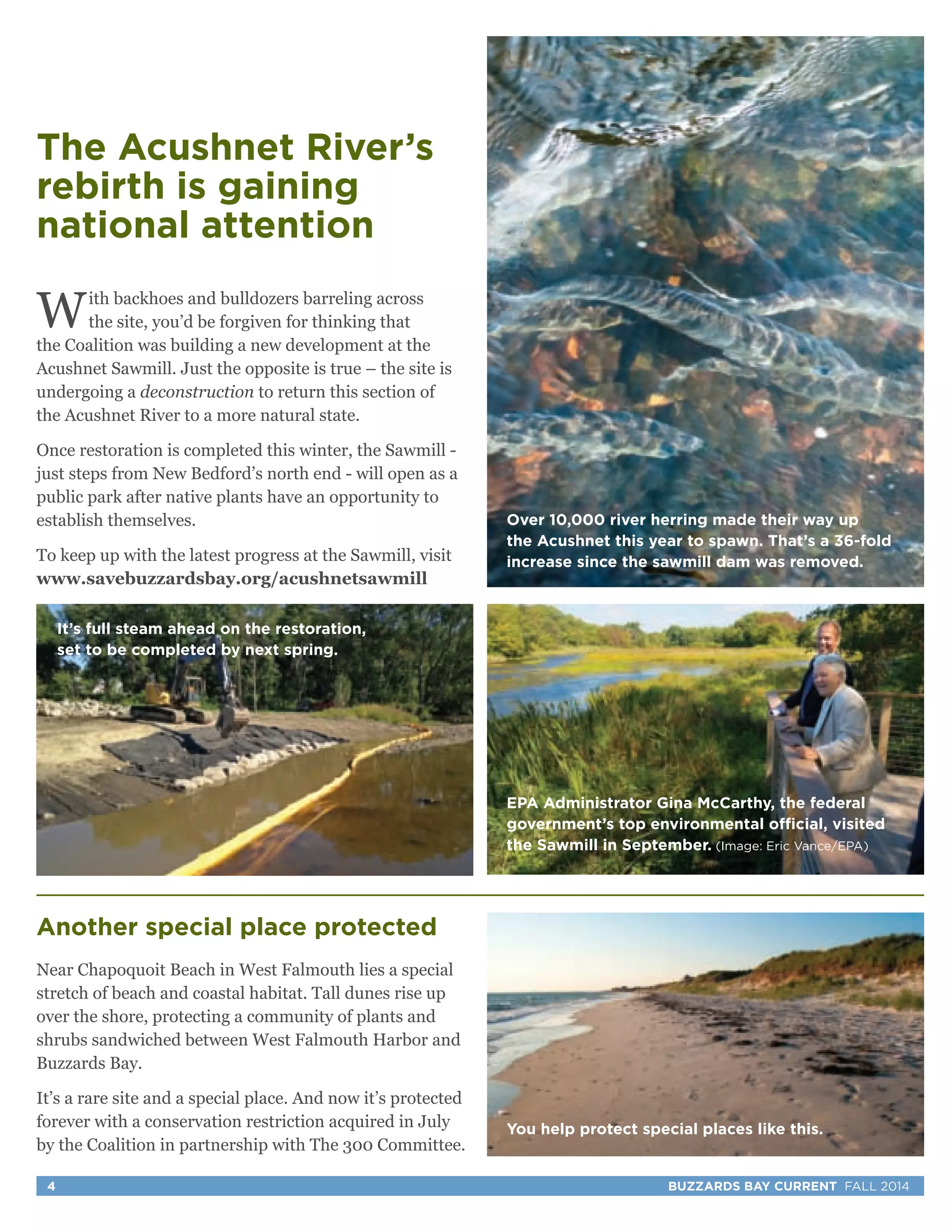 The Acushnet River’s 
rebirth is gaining 
national attention 
With backhoes and bulldozers barreling across 
the site, you’d be forgiven for thinking that 
the Coalition was building a new development at the 
Acushnet Sawmill. Just the opposite is true – the site is 
undergoing a deconstruction to return this section of 
the Acushnet River to a more natural state. 
Once restoration is completed this winter, the Sawmill - 
just steps from New Bedford’s north end - will open as a 
public park after native plants have an opportunity to 
establish themselves. 
To keep up with the latest progress at the Sawmill, visit 
www.savebuzzardsbay.org/acushnetsawmill 
It’s full steam ahead on the restoration, 
set to be completed by next spring. 
Another special place protected 
Near Chapoquoit Beach in West Falmouth lies a special 
stretch of beach and coastal habitat. Tall dunes rise up 
over the shore, protecting a community of plants and 
shrubs sandwiched between West Falmouth Harbor and 
Buzzards Bay. 
It’s a rare site and a special place. And now it’s protected 
forever with a conservation restriction acquired in July 
by the Coalition in partnership with The 300 Committee. 
Over 10,000 river herring made their way up 
the Acushnet this year to spawn. That’s a 36-fold 
increase since the sawmill dam was removed. 
EPA Administrator Gina McCarthy, the federal 
government’s top environmental official, visited 
the Sawmill in September. (Image: Eric Vance/EPA) 
You help protect special places like this. 
4 BUZZARDS BAY CURRENT FALL 2014 
 