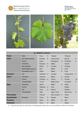 60 - MORETO (L19E1V1)
Planta Vigor Fraco X Regular Robusta
Folha Cor (folha Jovem) Amarela X Cobre averm. Bronze X
Forma Inteira Pentagonal X Nº lóbulos 5
Tamanho Pequena X Média Grande
Seio peciolar Aberto X Chaveta X Fechado
Bulhosidade (pág.sup.) Nula Média X Forte
Pilosidade (pág.inf.) Glabra Média X Forte
Sarmento Cor Castanha X Amarela Violeta averm. X
Cacho Tamanho Pequeno Médio X Grande
Forma Cilíndrico X Cónico X Nº asas 1/2
Compacidade Frouxo Média comp. Compacto X
Bago Tamanho Miúdo Médio X Grado
Forma Redondo X Oval Elíptico
Cor Tinta X Branca Rosada
Consistência Mole Ligeir. Firme Muito firme X
Precocidade Precoce Semi precoce X Tardia
Sensibilidade Doenças Pouca X Regular Muita
Produção Baixa X Média X Alta
Adaptação Vinho X Mesa Passa
(1) – Segundo apreciação de especialistas em ampelografia poderá tratar-se da casta Piriquita ou Moreto do Alentejo.
 