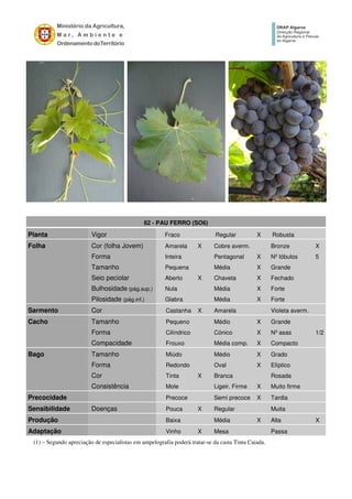 62 - PAU FERRO (SO6)
Planta Vigor Fraco Regular X Robusta
Folha Cor (folha Jovem) Amarela X Cobre averm. Bronze X
Forma Inteira Pentagonal X Nº lóbulos 5
Tamanho Pequena Média X Grande
Seio peciolar Aberto X Chaveta X Fechado
Bulhosidade (pág.sup.) Nula Média X Forte
Pilosidade (pág.inf.) Glabra Média X Forte
Sarmento Cor Castanha X Amarela Violeta averm.
Cacho Tamanho Pequeno Médio X Grande
Forma Cilíndrico Cónico X Nº asas 1/2
Compacidade Frouxo Média comp. X Compacto
Bago Tamanho Miúdo Médio X Grado
Forma Redondo Oval X Elíptico
Cor Tinta X Branca Rosada
Consistência Mole Ligeir. Firme X Muito firme
Precocidade Precoce Semi precoce X Tardia
Sensibilidade Doenças Pouca X Regular Muita
Produção Baixa Média X Alta X
Adaptação Vinho X Mesa Passa
(1) – Segundo apreciação de especialistas em ampelografia poderá tratar-se da casta Tinta Caiada.
 