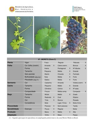 67 - MORETO (Clone C)
Planta Vigor Fraco Regular Robusta X
Folha Cor (folha Jovem) Amarela X Cobre averm. Bronze X
Forma Inteira Pentagonal X Nº lóbulos 5
Tamanho Pequena Média X Grande
Seio peciolar Aberto Chaveta X Fechado
Bulhosidade (pág.sup.) Nula Média X Forte
Pilosidade (pág.inf.) Glabra Média X Forte
Sarmento Cor Castanha Amarela Violeta averm. X
Cacho Tamanho Pequeno Médio X Grande
Forma Cilíndrico Cónico X Nº asas
Compacidade Frouxo Média comp. Compacto X
Bago Tamanho Miúdo Médio X Grado
Forma Redondo X Oval Elíptico
Cor Tinta X Branca Rosada
Consistência Mole Ligeir. Firme X Muito firme
Precocidade Precoce X Semi precoce Tardia
Sensibilidade Doenças Pouca X Regular Muita
Produção Baixa X Média X Alta
Adaptação Vinho X Mesa Passa
(1) – Segundo apreciação de especialistas em ampelografia poderá tratar-se da casta Moreto Míudo ou Bical).
 