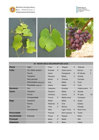 68 - NEGRA MOLE ENCARRAPITUDE (CO2)
Planta Vigor Fraco X Regular X Robusta
Folha Cor (folha Jovem) Amarela X Cobre averm. Bronze X
Forma Inteira Pentagonal X Nº lóbulos 5
Tamanho Pequena Média X Grande
Seio peciolar Aberto X Chaveta Fechado
Bulhosidade (pág.sup.) Nula Média X Forte
Pilosidade (pág.inf.) Glabra Média X Forte
Sarmento Cor Castanha Amarela Violeta averm. X
Cacho Tamanho Pequeno Média X Grande
Forma Cilíndrico Cónico X Nº asas 1/2
Compacidade Frouxo X Média comp. Compacto
Bago Tamanho Miúdo Médio X Grado
Forma Redondo X Oval Elíptico
Cor Tinta X Branca Rosada
Consistência Mole Ligeir. Firme X Muito firme
Precocidade Precoce Semi precoce X Tardia
Sensibilidade Doenças Pouca X Regular Muita
Produção Baixa X Média Alta
Adaptação Vinho X Mesa Passa
 