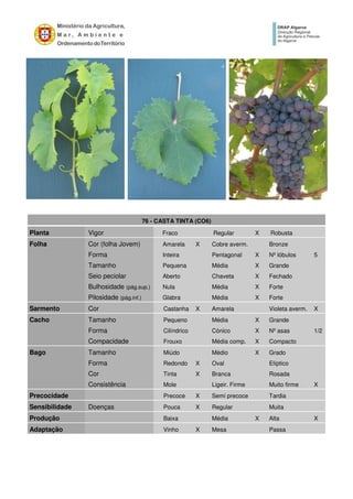 76 - CASTA TINTA (CO6)
Planta Vigor Fraco Regular X Robusta
Folha Cor (folha Jovem) Amarela X Cobre averm. Bronze
Forma Inteira Pentagonal X Nº lóbulos 5
Tamanho Pequena Média X Grande
Seio peciolar Aberto Chaveta X Fechado
Bulhosidade (pág.sup.) Nula Média X Forte
Pilosidade (pág.inf.) Glabra Média X Forte
Sarmento Cor Castanha X Amarela Violeta averm. X
Cacho Tamanho Pequeno Média X Grande
Forma Cilíndrico Cónico X Nº asas 1/2
Compacidade Frouxo Média comp. X Compacto
Bago Tamanho Miúdo Médio X Grado
Forma Redondo X Oval Elíptico
Cor Tinta X Branca Rosada
Consistência Mole Ligeir. Firme Muito firme X
Precocidade Precoce X Semi precoce Tardia
Sensibilidade Doenças Pouca X Regular Muita
Produção Baixa Média X Alta X
Adaptação Vinho X Mesa Passa
 