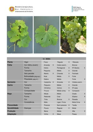 12 - BEBA
Planta Vigor Fraco Regular X Robusta
Folha Cor (folha Jovem) Amarela X Cobre averm. Bronze
Forma Inteira Pentagonal X Nº lóbulos 5
Tamanho Pequena Média X Grande
Seio peciolar Aberto X Chaveta X Fechado
Bulhosidade (pág.sup.) Nula Média X Forte
Pilosidade (pág.inf.) Glabra Média Forte X
Sarmento Cor Castanha X Amarela X Violeta averm.
Cacho Tamanho Pequeno Média X Grande
Forma Cilíndrico Cónico X Nº asas
Compacidade Frouxo Média comp. X Compacto
Bago Tamanho Miúdo Médio Grado X
Forma Redondo Oval Elíptico X
Cor Tinta Branca X Rosada
Consistência Mole Ligeir. Firme Muito firme X
Precocidade Precoce Semi precoce X Tardia
Sensibilidade Doenças Pouca Regular X Muita
Produção Baixa Média Alta X
Adaptação Vinho X Mesa Passa
 