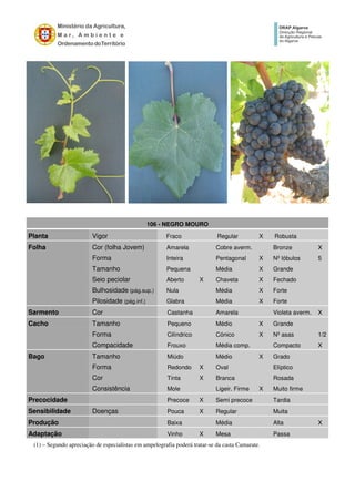 106 - NEGRO MOURO
Planta Vigor Fraco Regular X Robusta
Folha Cor (folha Jovem) Amarela Cobre averm. Bronze X
Forma Inteira Pentagonal X Nº lóbulos 5
Tamanho Pequena Média X Grande
Seio peciolar Aberto X Chaveta X Fechado
Bulhosidade (pág.sup.) Nula Média X Forte
Pilosidade (pág.inf.) Glabra Média X Forte
Sarmento Cor Castanha Amarela Violeta averm. X
Cacho Tamanho Pequeno Médio X Grande
Forma Cilíndrico Cónico X Nº asas 1/2
Compacidade Frouxo Média comp. Compacto X
Bago Tamanho Miúdo Médio X Grado
Forma Redondo X Oval Elíptico
Cor Tinta X Branca Rosada
Consistência Mole Ligeir. Firme X Muito firme
Precocidade Precoce X Semi precoce Tardia
Sensibilidade Doenças Pouca X Regular Muita
Produção Baixa Média Alta X
Adaptação Vinho X Mesa Passa
(1) – Segundo apreciação de especialistas em ampelografia poderá tratar-se da casta Camarate.
 