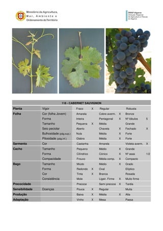 118 - CABERNET SAUVIGNON
Planta Vigor Fraco X Regular Robusta
Folha Cor (folha Jovem) Amarela Cobre averm. X Bronze
Forma Inteira Pentagonal X Nº lóbulos 5
Tamanho Pequena X Média Grande
Seio peciolar Aberto Chaveta X Fechado X
Bulhosidade (pág.sup.) Nula Média X Forte
Pilosidade (pág.inf.) Glabra Média X Forte
Sarmento Cor Castanha Amarela Violeta averm. X
Cacho Tamanho Pequeno Médio X Grande
Forma Cilíndrico Cónico X Nº asas 1/2
Compacidade Frouxo Média comp. X Compacto
Bago Tamanho Miúdo Médio X Grado
Forma Redondo X Oval Elíptico
Cor Tinta X Branca Rosada
Consistência Mole Ligeir. Firme X Muito firme
Precocidade Precoce Semi precoce X Tardia
Sensibilidade Doenças Pouca X Regular Muita
Produção Baixa X Média X Alta
Adaptação Vinho X Mesa Passa
 