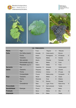 125 - TRINCADEIRA
Planta Vigor Fraco Regular X Robusta
Folha Cor (folha Jovem) Amarela X Cobre averm. Bronze
Forma Inteira Pentagonal X Nº lóbulos 5
Tamanho Pequena Média X Grande
Seio peciolar Aberto Chaveta Fechado X
Bulhosidade (pág.sup.) Nula Média X Forte
Pilosidade (pág.inf.) Glabra Média X Forte
Sarmento Cor Castanha X Amarela Violeta averm.
Cacho Tamanho Pequeno Médio X Grande
Forma Cilíndrico Cónico X Nº asas 1/2
Compacidade Frouxo Média comp. Compacto X
Bago Tamanho Miúdo Médio X Grado
Forma Redondo Oval X Elíptico
Cor Tinta X Branca Rosada
Consistência Mole Ligeir. Firme Muito firme X
Precocidade Precoce X Semi precoce Tardia
Sensibilidade Doenças Pouca Regular Muita
Produção Baixa Média X Alta X
Adaptação Vinho X Mesa Passa
 