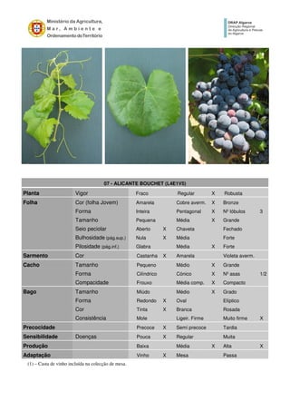 07 - ALICANTE BOUCHET (L4E1V5)
Planta Vigor Fraco Regular X Robusta
Folha Cor (folha Jovem) Amarela Cobre averm. X Bronze
Forma Inteira Pentagonal X Nº lóbulos 3
Tamanho Pequena Média X Grande
Seio peciolar Aberto X Chaveta Fechado
Bulhosidade (pág.sup.) Nula X Média Forte
Pilosidade (pág.inf.) Glabra Média X Forte
Sarmento Cor Castanha X Amarela Violeta averm.
Cacho Tamanho Pequeno Médio X Grande
Forma Cilíndrico Cónico X Nº asas 1/2
Compacidade Frouxo Média comp. X Compacto
Bago Tamanho Miúdo Médio X Grado
Forma Redondo X Oval Elíptico
Cor Tinta X Branca Rosada
Consistência Mole Ligeir. Firme Muito firme X
Precocidade Precoce X Semi precoce Tardia
Sensibilidade Doenças Pouca X Regular Muita
Produção Baixa Média X Alta X
Adaptação Vinho X Mesa Passa
(1) – Casta de vinho incluída na colecção de mesa.
 
