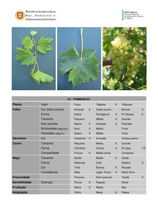 01 - TOMMUSCAT
Planta Vigor Fraco Regular X Robusta
Folha Cor (folha Jovem) Amarela X Cobre averm. Bronze X
Forma Inteira Pentagonal X Nº lóbulos 5
Tamanho Pequena Média X Grande
Seio peciolar Aberto X Chaveta X Fechado
Bulhosidade (pág.sup.) Nula X Média Forte
Pilosidade (pág.inf.) Glabra X Média Forte
Sarmento Cor Castanha X Amarela Violeta averm.
Cacho Tamanho Pequeno Médio X Grande
Forma Cilíndrico Cónico X Nº asas 1/2
Compacidade Frouxo X Média comp. Compacto
Bago Tamanho Miúdo Médio X Grado
Forma Redondo Oval Elíptico X
Cor Tinta Branca X Rosada
Consistência Mole Ligeir. Firme X Muito firme
Precocidade Precoce Semi precoce Tardia X
Sensibilidade Doenças Pouca X Regular Muita
Produção Baixa X Média Alta
Adaptação Vinho Mesa X Passa
 