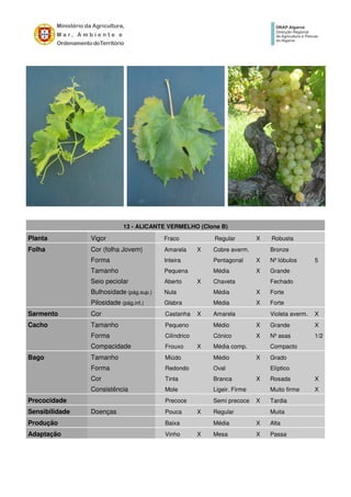 13 - ALICANTE VERMELHO (Clone B)
Planta Vigor Fraco Regular X Robusta
Folha Cor (folha Jovem) Amarela X Cobre averm. Bronze
Forma Inteira Pentagonal X Nº lóbulos 5
Tamanho Pequena Média X Grande
Seio peciolar Aberto X Chaveta Fechado
Bulhosidade (pág.sup.) Nula Média X Forte
Pilosidade (pág.inf.) Glabra Média X Forte
Sarmento Cor Castanha X Amarela Violeta averm. X
Cacho Tamanho Pequeno Médio X Grande X
Forma Cilíndrico Cónico X Nº asas 1/2
Compacidade Frouxo X Média comp. Compacto
Bago Tamanho Miúdo Médio X Grado
Forma Redondo Oval Elíptico
Cor Tinta Branca X Rosada X
Consistência Mole Ligeir. Firme Muito firme X
Precocidade Precoce Semi precoce X Tardia
Sensibilidade Doenças Pouca X Regular Muita
Produção Baixa Média X Alta
Adaptação Vinho X Mesa X Passa
 