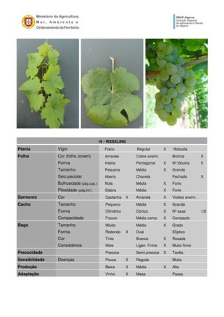 16 - RIESELING
Planta Vigor Fraco Regular X Robusta
Folha Cor (folha Jovem) Amarela Cobre averm. Bronze X
Forma Inteira Pentagonal X Nº lóbulos 5
Tamanho Pequena Média X Grande
Seio peciolar Aberto Chaveta Fechado X
Bulhosidade (pág.sup.) Nula Média X Forte
Pilosidade (pág.inf.) Glabra Média X Forte
Sarmento Cor Castanha X Amarela X Violeta averm.
Cacho Tamanho Pequeno Média X Grande
Forma Cilíndrico Cónico X Nº asas 1/2
Compacidade Frouxo Média comp. X Compacto
Bago Tamanho Miúdo Médio X Grado
Forma Redondo X Oval Elíptico
Cor Tinta Branca X Rosada
Consistência Mole Ligeir. Firme X Muito firme
Precocidade Precoce Semi precoce X Tardia
Sensibilidade Doenças Pouca X Regular Muita
Produção Baixa X Média X Alta
Adaptação Vinho X Mesa Passa
 