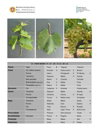 24 - DONA MARIA / H – 31 – 54 – 41 (3 – 29 – 4)
Planta Vigor Fraco X Regular Robusta
Folha Cor (folha Jovem) Amarela X Cobre averm. X Bronze
Forma Inteira Pentagonal X Nº lóbulos 5
Tamanho Pequena Média X Grande
Seio peciolar Aberto X Chaveta Fechado
Bulhosidade (pág.sup.) Nula X Média Forte
Pilosidade (pág.inf.) Glabra X Média Forte
Sarmento Cor Castanha X Amarela Violeta averm.
Cacho Tamanho Pequeno Médio Grande X
Forma Cilíndrico Cónico X Nº asas
Compacidade Frouxo X Média comp. Compacto
Bago Tamanho Miúdo Médio Grado X
Forma Redondo Oval Elíptico X
Cor Tinta Branca X Rosada
Consistência Mole Ligeir. Firme X Muito firme
Precocidade Precoce Semi precoce Tardia X
Sensibilidade Doenças Pouca X Regular Muita
Produção Baixa Média Alta X
Adaptação Vinho Mesa X Passa
 