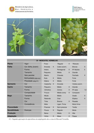 35 - MOSCATEL VERMELHO
Planta Vigor Fraco Regular X Robusta
Folha Cor (folha Jovem) Amarela X Cobre averm. Bronze X
Forma Inteira Pentagonal X Nº lóbulos 5
Tamanho Pequena Média X Grande
Seio peciolar Aberto Chaveta Fechado X
Bulhosidade (pág.sup.) Nula X Média Forte
Pilosidade (pág.inf.) Glabra X Média Forte
Sarmento Cor Castanha X Amarela Violeta averm.
Cacho Tamanho Pequeno Médio X Grande
Forma Cilíndrico Cónico X Nº asas 1/2
Compacidade Frouxo Média comp. X Compacto
Bago Tamanho Miúdo Médio Grado X
Forma Redondo Oval Elíptico X
Cor Tinta Branca X Rosada
Consistência Mole Ligeir. Firme Muito firme
Precocidade Precoce X Semi precoce Tardia
Sensibilidade Doenças Pouca X Regular Muita
Produção Baixa Média X Alta
Adaptação Vinho X Mesa X Passa
(1) – Segundo apreciação de especialistas em ampelografia não se trata de Moscatel Vermelho.
 