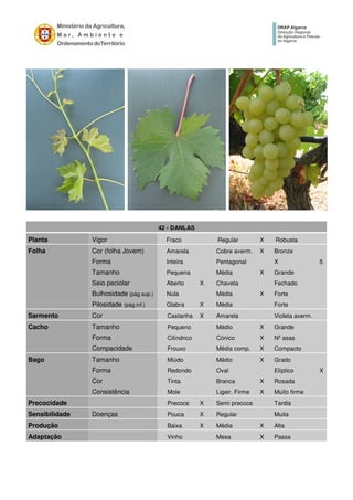 42 - DANLAS
Planta Vigor Fraco Regular X Robusta
Folha Cor (folha Jovem) Amarela Cobre averm. X Bronze
Forma Inteira Pentagonal X 5
Tamanho Pequena Média X Grande
Seio peciolar Aberto X Chaveta Fechado
Bulhosidade (pág.sup.) Nula Média X Forte
Pilosidade (pág.inf.) Glabra X Média Forte
Sarmento Cor Castanha X Amarela Violeta averm.
Cacho Tamanho Pequeno Médio X Grande
Forma Cilíndrico Cónico X Nº asas
Compacidade Frouxo Média comp. X Compacto
Bago Tamanho Miúdo Médio X Grado
Forma Redondo Oval Elíptico X
Cor Tinta Branca X Rosada
Consistência Mole Ligeir. Firme X Muito firme
Precocidade Precoce X Semi precoce Tardia
Sensibilidade Doenças Pouca X Regular Muita
Produção Baixa X Média X Alta
Adaptação Vinho Mesa X Passa
 
