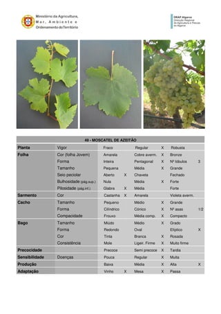 49 - MOSCATEL DE AZEITÃO
Planta Vigor Fraco Regular X Robusta
Folha Cor (folha Jovem) Amarela Cobre averm. X Bronze
Forma Inteira Pentagonal X Nº lóbulos 3
Tamanho Pequena Média X Grande
Seio peciolar Aberto X Chaveta Fechado
Bulhosidade (pág.sup.) Nula Média X Forte
Pilosidade (pág.inf.) Glabra X Média Forte
Sarmento Cor Castanha X Amarela Violeta averm.
Cacho Tamanho Pequeno Médio X Grande
Forma Cilíndrico Cónico X Nº asas 1/2
Compacidade Frouxo Média comp. X Compacto
Bago Tamanho Miúdo Médio X Grado
Forma Redondo Oval Elíptico X
Cor Tinta Branca X Rosada
Consistência Mole Ligeir. Firme X Muito firme
Precocidade Precoce Semi precoce X Tardia
Sensibilidade Doenças Pouca Regular X Muita
Produção Baixa Média X Alta X
Adaptação Vinho X Mesa X Passa
 