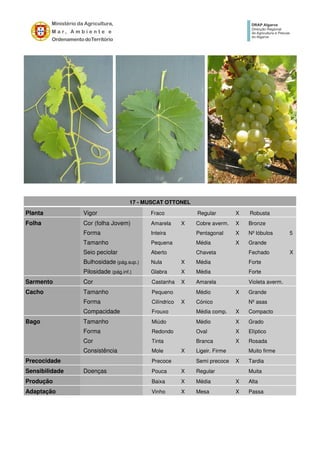 17 - MUSCAT OTTONEL
Planta Vigor Fraco Regular X Robusta
Folha Cor (folha Jovem) Amarela X Cobre averm. X Bronze
Forma Inteira Pentagonal X Nº lóbulos 5
Tamanho Pequena Média X Grande
Seio peciolar Aberto Chaveta Fechado X
Bulhosidade (pág.sup.) Nula X Média Forte
Pilosidade (pág.inf.) Glabra X Média Forte
Sarmento Cor Castanha X Amarela Violeta averm.
Cacho Tamanho Pequeno Médio X Grande
Forma Cilíndrico X Cónico Nº asas
Compacidade Frouxo Média comp. X Compacto
Bago Tamanho Miúdo Médio X Grado
Forma Redondo Oval X Elíptico
Cor Tinta Branca X Rosada
Consistência Mole X Ligeir. Firme Muito firme
Precocidade Precoce Semi precoce X Tardia
Sensibilidade Doenças Pouca X Regular Muita
Produção Baixa X Média X Alta
Adaptação Vinho X Mesa X Passa
 