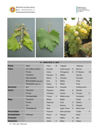 51 - MOSCATEL D. ANA
Planta Vigor Fraco X Regular Robusta
Folha Cor (folha Jovem) Amarela Cobre averm. X Bronze
Forma Inteira Pentagonal X Nº lóbulos 3/5
Tamanho Pequena X Média Grande
Seio peciolar Aberto X Chaveta Fechado
Bulhosidade (pág.sup.) Nula X Média Forte
Pilosidade (pág.inf.) Glabra X Média Forte
Sarmento Cor Castanha X Amarela Violeta averm.
Cacho Tamanho Pequeno Médio X Grande
Forma Cilíndrico Cónico X Nº asas 2
Compacidade Frouxo X Média comp. Compacto
Bago Tamanho Miúdo Médio Grado X
Forma Redondo Oval X Elíptico
Cor Tinta Branca X Rosada
Consistência Mole Ligeir. Firme X Muito firme
Precocidade Precoce Semi precoce Tardia X
Sensibilidade Doenças Pouca X Regular Muita
Produção Baixa Média X Alta
Adaptação Vinho X Mesa X Passa
(1) – Não sabe a Moscatel.
 