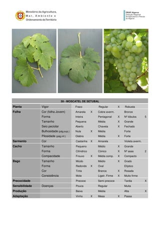 59 - MOSCATEL DE SETUBAL
Planta Vigor Fraco Regular X Robusta
Folha Cor (folha Jovem) Amarela X Cobre averm. Bronze
Forma Inteira Pentagonal X Nº lóbulos 5
Tamanho Pequena Média X Grande
Seio peciolar Aberto Chaveta X Fechado
Bulhosidade (pág.sup.) Nula X Média Forte
Pilosidade (pág.inf.) Glabra Média X Forte
Sarmento Cor Castanha X Amarela Violeta averm.
Cacho Tamanho Pequeno Médio X Grande
Forma Cilíndrico Cónico X Nº asas 2
Compacidade Frouxo X Média comp. X Compacto
Bago Tamanho Miúdo Médio X Grado
Forma Redondo X Oval Elíptico
Cor Tinta Branca X Rosada
Consistência Mole Ligeir. Firme X Muito firme
Precocidade Precoce Semi precoce Tardia X
Sensibilidade Doenças Pouca Regular Muita
Produção Baixa Média Alta X
Adaptação Vinho X Mesa X Passa
 