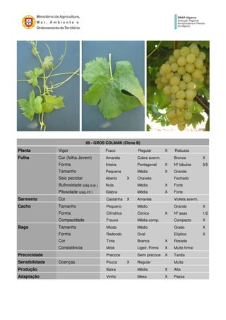 69 - GROS COLMAN (Clone B)
Planta Vigor Fraco Regular X Robusta
Folha Cor (folha Jovem) Amarela Cobre averm. Bronze X
Forma Inteira Pentagonal X Nº lóbulos 3/5
Tamanho Pequena Média X Grande
Seio peciolar Aberto X Chaveta Fechado
Bulhosidade (pág.sup.) Nula Média X Forte
Pilosidade (pág.inf.) Glabra Média X Forte
Sarmento Cor Castanha X Amarela Violeta averm.
Cacho Tamanho Pequeno Médio Grande X
Forma Cilíndrico Cónico X Nº asas 1/2
Compacidade Frouxo Média comp. Compacto X
Bago Tamanho Miúdo Médio Grado X
Forma Redondo Oval Elíptico X
Cor Tinta Branca X Rosada
Consistência Mole Ligeir. Firme X Muito firme
Precocidade Precoce Semi precoce X Tardia
Sensibilidade Doenças Pouca X Regular Muita
Produção Baixa Média X Alta
Adaptação Vinho Mesa X Passa
 