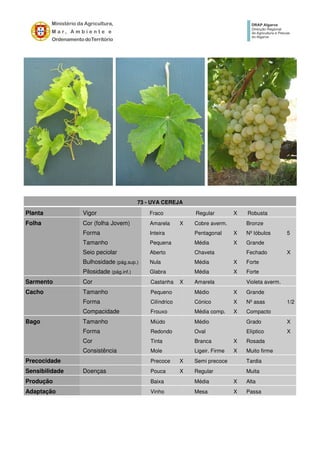 73 - UVA CEREJA
Planta Vigor Fraco Regular X Robusta
Folha Cor (folha Jovem) Amarela X Cobre averm. Bronze
Forma Inteira Pentagonal X Nº lóbulos 5
Tamanho Pequena Média X Grande
Seio peciolar Aberto Chaveta Fechado X
Bulhosidade (pág.sup.) Nula Média X Forte
Pilosidade (pág.inf.) Glabra Média X Forte
Sarmento Cor Castanha X Amarela Violeta averm.
Cacho Tamanho Pequeno Médio X Grande
Forma Cilíndrico Cónico X Nº asas 1/2
Compacidade Frouxo Média comp. X Compacto
Bago Tamanho Miúdo Médio Grado X
Forma Redondo Oval Elíptico X
Cor Tinta Branca X Rosada
Consistência Mole Ligeir. Firme X Muito firme
Precocidade Precoce X Semi precoce Tardia
Sensibilidade Doenças Pouca X Regular Muita
Produção Baixa Média X Alta
Adaptação Vinho Mesa X Passa
 