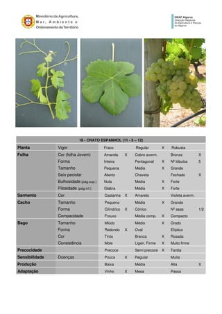 18 - CRATO ESPANHOL (11 - 5 – 12)
Planta Vigor Fraco Regular X Robusta
Folha Cor (folha Jovem) Amarela X Cobre averm. Bronze X
Forma Inteira Pentagonal X Nº lóbulos 5
Tamanho Pequena Média X Grande
Seio peciolar Aberto Chaveta Fechado X
Bulhosidade (pág.sup.) Nula Média X Forte
Pilosidade (pág.inf.) Glabra Média X Forte
Sarmento Cor Castanha X Amarela Violeta averm.
Cacho Tamanho Pequeno Média X Grande
Forma Cilíndrico X Cónico Nº asas 1/2
Compacidade Frouxo Média comp. X Compacto
Bago Tamanho Miúdo Médio X Grado
Forma Redondo X Oval Elíptico
Cor Tinta Branca X Rosada
Consistência Mole Ligeir. Firme X Muito firme
Precocidade Precoce Semi precoce X Tardia
Sensibilidade Doenças Pouca X Regular Muita
Produção Baixa Média Alta X
Adaptação Vinho X Mesa Passa
 