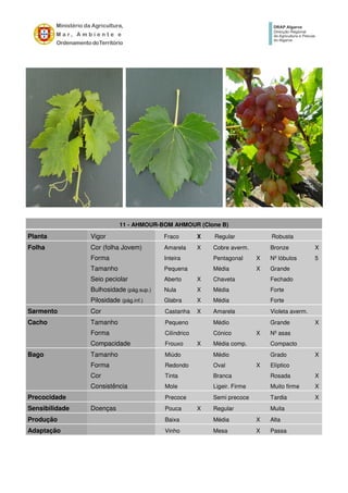 11 - AHMOUR-BOM AHMOUR (Clone B)
Planta Vigor Fraco X Regular Robusta
Folha Cor (folha Jovem) Amarela X Cobre averm. Bronze X
Forma Inteira Pentagonal X Nº lóbulos 5
Tamanho Pequena Média X Grande
Seio peciolar Aberto X Chaveta Fechado
Bulhosidade (pág.sup.) Nula X Média Forte
Pilosidade (pág.inf.) Glabra X Média Forte
Sarmento Cor Castanha X Amarela Violeta averm.
Cacho Tamanho Pequeno Médio Grande X
Forma Cilíndrico Cónico X Nº asas
Compacidade Frouxo X Média comp. Compacto
Bago Tamanho Miúdo Médio Grado X
Forma Redondo Oval X Elíptico
Cor Tinta Branca Rosada X
Consistência Mole Ligeir. Firme Muito firme X
Precocidade Precoce Semi precoce Tardia X
Sensibilidade Doenças Pouca X Regular Muita
Produção Baixa Média X Alta
Adaptação Vinho Mesa X Passa
 