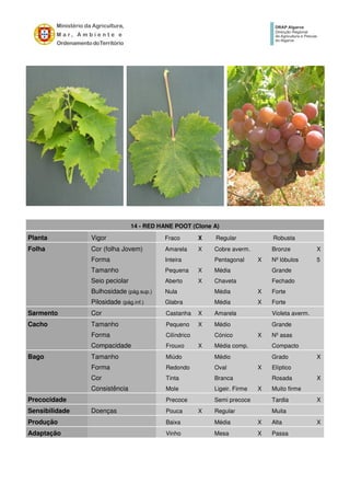 14 - RED HANE POOT (Clone A)
Planta Vigor Fraco X Regular Robusta
Folha Cor (folha Jovem) Amarela X Cobre averm. Bronze X
Forma Inteira Pentagonal X Nº lóbulos 5
Tamanho Pequena X Média Grande
Seio peciolar Aberto X Chaveta Fechado
Bulhosidade (pág.sup.) Nula Média X Forte
Pilosidade (pág.inf.) Glabra Média X Forte
Sarmento Cor Castanha X Amarela Violeta averm.
Cacho Tamanho Pequeno X Médio Grande
Forma Cilíndrico Cónico X Nº asas
Compacidade Frouxo X Média comp. Compacto
Bago Tamanho Miúdo Médio Grado X
Forma Redondo Oval X Elíptico
Cor Tinta Branca Rosada X
Consistência Mole Ligeir. Firme X Muito firme
Precocidade Precoce Semi precoce Tardia X
Sensibilidade Doenças Pouca X Regular Muita
Produção Baixa Média X Alta X
Adaptação Vinho Mesa X Passa
 