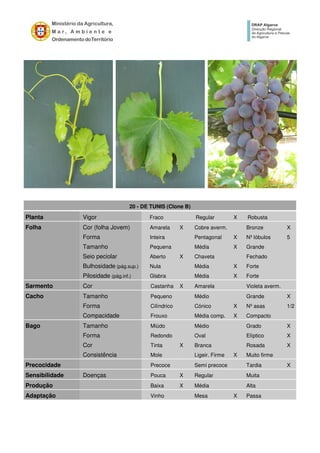 20 - DE TUNIS (Clone B)
Planta Vigor Fraco Regular X Robusta
Folha Cor (folha Jovem) Amarela X Cobre averm. Bronze X
Forma Inteira Pentagonal X Nº lóbulos 5
Tamanho Pequena Média X Grande
Seio peciolar Aberto X Chaveta Fechado
Bulhosidade (pág.sup.) Nula Média X Forte
Pilosidade (pág.inf.) Glabra Média X Forte
Sarmento Cor Castanha X Amarela Violeta averm.
Cacho Tamanho Pequeno Médio Grande X
Forma Cilíndrico Cónico X Nº asas 1/2
Compacidade Frouxo Média comp. X Compacto
Bago Tamanho Miúdo Médio Grado X
Forma Redondo Oval Elíptico X
Cor Tinta X Branca Rosada X
Consistência Mole Ligeir. Firme X Muito firme
Precocidade Precoce Semi precoce Tardia X
Sensibilidade Doenças Pouca X Regular Muita
Produção Baixa X Média Alta
Adaptação Vinho Mesa X Passa
 