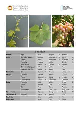 22 - SCHNEIDER
Planta Vigor Fraco Regular X Robusta
Folha Cor (folha Jovem) Amarela Cobre averm. X Bronze X
Forma Inteira Pentagonal X Nº lóbulos 5
Tamanho Pequena Média Grande X
Seio peciolar Aberto X Chaveta X Fechado
Bulhosidade (pág.sup.) Nula X Média Forte
Pilosidade (pág.inf.) Glabra X Média Forte
Sarmento Cor Castanha X Amarela Violeta averm.
Cacho Tamanho Pequeno Médio Grande X
Forma Cilíndrico X Cónico X Nº asas 2
Compacidade Frouxo X Média comp. Compacto
Bago Tamanho Miúdo Médio Grado X
Forma Redondo Oval X Elíptico
Cor Tinta Branca Rosada X
Consistência Mole Ligeir. Firme Muito firme X
Precocidade Precoce Semi precoce Tardia X
Sensibilidade Doenças Pouca X Regular Muita
Produção Baixa Média X Alta X
Adaptação Vinho Mesa X Passa
 