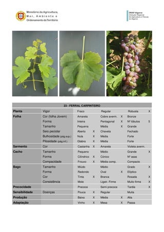 23 - FERRAL CARPINTEIRO
Planta Vigor Fraco Regular Robusta X
Folha Cor (folha Jovem) Amarela Cobre averm. X Bronze
Forma Inteira Pentagonal X Nº lóbulos 5
Tamanho Pequena Média X Grande
Seio peciolar Aberto X Chaveta Fechado
Bulhosidade (pág.sup.) Nula X Média Forte
Pilosidade (pág.inf.) Glabra X Média Forte
Sarmento Cor Castanha X Amarela Violeta averm.
Cacho Tamanho Pequeno Médio Grande X
Forma Cilíndrico X Cónico Nº asas
Compacidade Frouxo X Média comp. Compacto
Bago Tamanho Miúdo Médio Grado X
Forma Redondo Oval X Elíptico
Cor Tinta X Branca Rosada X
Consistência Mole Ligeir. Firme Muito firme X
Precocidade Precoce Semi precoce Tardia X
Sensibilidade Doenças Pouca X Regular Muita
Produção Baixa X Média X Alta
Adaptação Vinho X Mesa X Passa
 