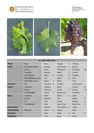 29 - RUBY SEEDLESS
Planta Vigor Fraco Regular X Robusta
Folha Cor (folha Jovem) Amarela Cobre averm. X Bronze
Forma Inteira Pentagonal X Nº lóbulos 3/5
Tamanho Pequena Média X Grande
Seio peciolar Aberto X Chaveta X Fechado
Bulhosidade (pág.sup.) Nula Média X Forte
Pilosidade (pág.inf.) Glabra X Média Forte
Sarmento Cor Castanha X Amarela Violeta averm.
Cacho Tamanho Pequeno Médio Grande X
Forma Cilíndrico Cónico X Nº asas 1/2
Compacidade Frouxo X Média comp. Compacto
Bago Tamanho Miúdo Médio X Grado
Forma Redondo Oval Elíptico X
Cor Tinta Branca Rosada X
Consistência Mole Ligeir. Firme Muito firme X
Precocidade Precoce Semi precoce X Tardia
Sensibilidade Doenças Pouca X Regular Muita
Produção Baixa Média X Alta X
Adaptação Vinho Mesa X Passa
 