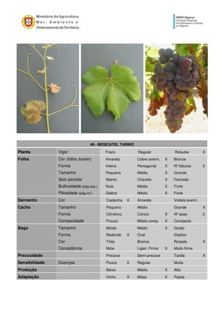 46 - MOSCATEL TARIKE
Planta Vigor Fraco Regular Robusta X
Folha Cor (folha Jovem) Amarela Cobre averm. X Bronze
Forma Inteira Pentagonal X Nº lóbulos 5
Tamanho Pequena Média X Grande
Seio peciolar Aberto Chaveta X Fechado
Bulhosidade (pág.sup.) Nula Média X Forte
Pilosidade (pág.inf.) Glabra Média X Forte
Sarmento Cor Castanha X Amarela Violeta averm.
Cacho Tamanho Pequeno Médio Grande X
Forma Cilíndrico Cónico X Nº asas 2
Compacidade Frouxo Média comp. X Compacto
Bago Tamanho Miúdo Médio X Grado
Forma Redondo X Oval Elíptico
Cor Tinta Branca Rosada X
Consistência Mole Ligeir. Firme X Muito firme
Precocidade Precoce Semi precoce Tardia X
Sensibilidade Doenças Pouca X Regular Muita
Produção Baixa Média X Alta
Adaptação Vinho X Mesa X Passa
 