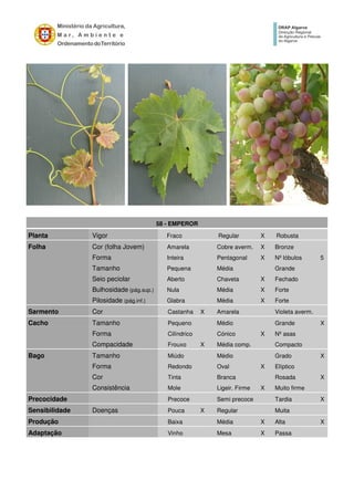58 - EMPEROR
Planta Vigor Fraco Regular X Robusta
Folha Cor (folha Jovem) Amarela Cobre averm. X Bronze
Forma Inteira Pentagonal X Nº lóbulos 5
Tamanho Pequena Média Grande
Seio peciolar Aberto Chaveta X Fechado
Bulhosidade (pág.sup.) Nula Média X Forte
Pilosidade (pág.inf.) Glabra Média X Forte
Sarmento Cor Castanha X Amarela Violeta averm.
Cacho Tamanho Pequeno Médio Grande X
Forma Cilíndrico Cónico X Nº asas
Compacidade Frouxo X Média comp. Compacto
Bago Tamanho Miúdo Médio Grado X
Forma Redondo Oval X Elíptico
Cor Tinta Branca Rosada X
Consistência Mole Ligeir. Firme X Muito firme
Precocidade Precoce Semi precoce Tardia X
Sensibilidade Doenças Pouca X Regular Muita
Produção Baixa Média X Alta X
Adaptação Vinho Mesa X Passa
 