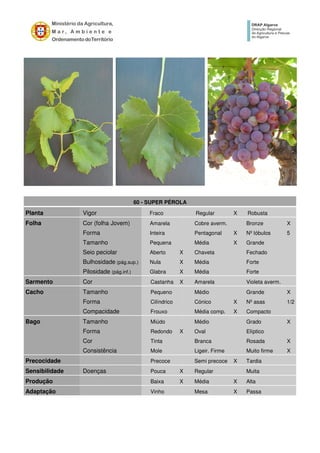 60 - SUPER PÉROLA
Planta Vigor Fraco Regular X Robusta
Folha Cor (folha Jovem) Amarela Cobre averm. Bronze X
Forma Inteira Pentagonal X Nº lóbulos 5
Tamanho Pequena Média X Grande
Seio peciolar Aberto X Chaveta Fechado
Bulhosidade (pág.sup.) Nula X Média Forte
Pilosidade (pág.inf.) Glabra X Média Forte
Sarmento Cor Castanha X Amarela Violeta averm.
Cacho Tamanho Pequeno Médio Grande X
Forma Cilíndrico Cónico X Nº asas 1/2
Compacidade Frouxo Média comp. X Compacto
Bago Tamanho Miúdo Médio Grado X
Forma Redondo X Oval Elíptico
Cor Tinta Branca Rosada X
Consistência Mole Ligeir. Firme Muito firme X
Precocidade Precoce Semi precoce X Tardia
Sensibilidade Doenças Pouca X Regular Muita
Produção Baixa X Média X Alta
Adaptação Vinho Mesa X Passa
 