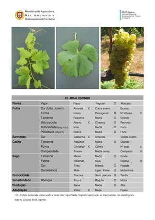 22 - BOAL ESPINHO
Planta Vigor Fraco Regular X Robusta
Folha Cor (folha Jovem) Amarela X Cobre averm. Bronze
Forma Inteira Pentagonal X Nº lóbulos 5
Tamanho Pequena Média X Grande
Seio peciolar Aberto X Chaveta X Fechado
Bulhosidade (pág.sup.) Nula Média X Forte
Pilosidade (pág.inf.) Glabra Média X Forte
Sarmento Cor Castanha X Amarela Violeta averm.
Cacho Tamanho Pequeno Média X Grande
Forma Cilíndrico X Cónico Nº asas 2
Compacidade Frouxo Média comp. Compacto X
Bago Tamanho Miúdo Médio X Grado
Forma Redondo Oval Elíptico X
Cor Tinta Branca X Rosada
Consistência Mole Ligeir. Firme X Muito firme
Precocidade Precoce Semi precoce X Tardia
Sensibilidade Doenças Pouca Regular X Muita
Produção Baixa Média X Alta
Adaptação Vinho X Mesa Passa
(1) – Estava numerada como sendo a casta tinta Água Santa. Segundo apreciação de especialistas em ampelografia
trata-se da casta Boal Espinho.
 
