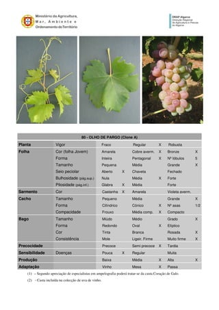 80 - OLHO DE PARGO (Clone A)
Planta Vigor Fraco Regular X Robusta
Folha Cor (folha Jovem) Amarela Cobre averm. X Bronze X
Forma Inteira Pentagonal X Nº lóbulos 5
Tamanho Pequena Média Grande X
Seio peciolar Aberto X Chaveta Fechado
Bulhosidade (pág.sup.) Nula Média X Forte
Pilosidade (pág.inf.) Glabra X Média Forte
Sarmento Cor Castanha X Amarela Violeta averm.
Cacho Tamanho Pequeno Média Grande X
Forma Cilíndrico Cónico X Nº asas 1/2
Compacidade Frouxo Média comp. X Compacto
Bago Tamanho Miúdo Médio Grado X
Forma Redondo Oval X Elíptico
Cor Tinta Branca Rosada X
Consistência Mole Ligeir. Firme Muito firme X
Precocidade Precoce Semi precoce X Tardia
Sensibilidade Doenças Pouca X Regular Muita
Produção Baixa Média X Alta X
Adaptação Vinho Mesa X Passa
(1) – Segundo apreciação de especialistas em ampelografia poderá tratar-se da casta Coração de Galo.
(2) - Casta incluída na colecção de uva de vinho.
 