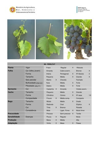 08 - FERLÉ 67
Planta Vigor Fraco Regular X Robusta
Folha Cor (folha Jovem) Amarela Cobre averm. Bronze X
Forma Inteira Pentagonal X Nº lóbulos 3
Tamanho Pequena Média X Grande X
Seio peciolar Aberto X Chaveta Fechado
Bulhosidade (pág.sup.) Nula Média X Forte
Pilosidade (pág.inf.) Glabra Média X Forte
Sarmento Cor Castanha X Amarela Violeta averm.
Cacho Tamanho Pequeno Médio X Grande
Forma Cilíndrico Cónico X Nº asas 1/2
Compacidade Frouxo X Média comp. Compacto
Bago Tamanho Miúdo Médio X Grado
Forma Redondo Oval Elíptico X
Cor Tinta X Branca Rosada
Consistência Mole Ligeir. Firme X Muito firme
Precocidade Precoce Semi precoce X Tardia
Sensibilidade Doenças Pouca X Regular Muita
Produção Baixa X Média Alta
Adaptação Vinho X Mesa X Passa
 