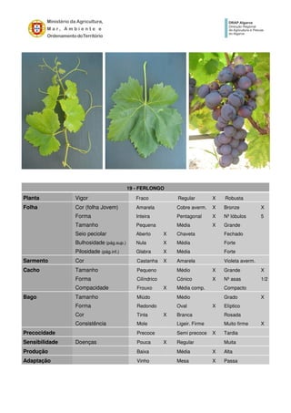 19 - FERLONGO
Planta Vigor Fraco Regular X Robusta
Folha Cor (folha Jovem) Amarela Cobre averm. X Bronze X
Forma Inteira Pentagonal X Nº lóbulos 5
Tamanho Pequena Média X Grande
Seio peciolar Aberto X Chaveta Fechado
Bulhosidade (pág.sup.) Nula X Média Forte
Pilosidade (pág.inf.) Glabra X Média Forte
Sarmento Cor Castanha X Amarela Violeta averm.
Cacho Tamanho Pequeno Médio X Grande X
Forma Cilíndrico Cónico X Nº asas 1/2
Compacidade Frouxo X Média comp. Compacto
Bago Tamanho Miúdo Médio Grado X
Forma Redondo Oval X Elíptico
Cor Tinta X Branca Rosada
Consistência Mole Ligeir. Firme Muito firme X
Precocidade Precoce Semi precoce X Tardia
Sensibilidade Doenças Pouca X Regular Muita
Produção Baixa Média X Alta
Adaptação Vinho Mesa X Passa
 