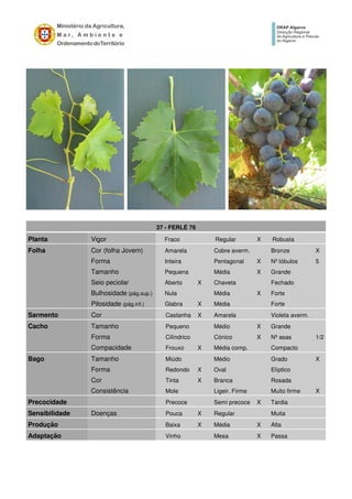 37 - FERLÉ 76
Planta Vigor Fraco Regular X Robusta
Folha Cor (folha Jovem) Amarela Cobre averm. Bronze X
Forma Inteira Pentagonal X Nº lóbulos 5
Tamanho Pequena Média X Grande
Seio peciolar Aberto X Chaveta Fechado
Bulhosidade (pág.sup.) Nula Média X Forte
Pilosidade (pág.inf.) Glabra X Média Forte
Sarmento Cor Castanha X Amarela Violeta averm.
Cacho Tamanho Pequeno Médio X Grande
Forma Cilíndrico Cónico X Nº asas 1/2
Compacidade Frouxo X Média comp. Compacto
Bago Tamanho Miúdo Médio Grado X
Forma Redondo X Oval Elíptico
Cor Tinta X Branca Rosada
Consistência Mole Ligeir. Firme Muito firme X
Precocidade Precoce Semi precoce X Tardia
Sensibilidade Doenças Pouca X Regular Muita
Produção Baixa X Média X Alta
Adaptação Vinho Mesa X Passa
 