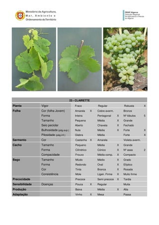 23 - CLAIRETTE
Planta Vigor Fraco Regular Robusta X
Folha Cor (folha Jovem) Amarela X Cobre averm. Bronze
Forma Inteira Pentagonal X Nº lóbulos 5
Tamanho Pequena Média X Grande
Seio peciolar Aberto Chaveta X Fechado
Bulhosidade (pág.sup.) Nula Média X Forte X
Pilosidade (pág.inf.) Glabra Média Forte X
Sarmento Cor Castanha X Amarela Violeta averm.
Cacho Tamanho Pequeno Média X Grande
Forma Cilíndrico Cónico X Nº asas 2
Compacidade Frouxo Média comp. X Compacto
Bago Tamanho Miúdo Médio X Grado
Forma Redondo Oval X Elíptico
Cor Tinta Branca X Rosada
Consistência Mole Ligeir. Firme X Muito firme
Precocidade Precoce Semi precoce X Tardia
Sensibilidade Doenças Pouca X Regular Muita
Produção Baixa Média X Alta
Adaptação Vinho X Mesa Passa
 
