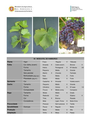 40 - MOSCATEL DE HAMBURGO
Planta Vigor Fraco Regular X Robusta
Folha Cor (folha Jovem) Amarela X Cobre averm. Bronze X
Forma Inteira Pentagonal X Nº lóbulos 3/5
Tamanho Pequena Média X Grande
Seio peciolar Aberto X Chaveta Fechado
Bulhosidade (pág.sup.) Nula Média X Forte
Pilosidade (pág.inf.) Glabra Média X Forte
Sarmento Cor Castanha X Amarela Violeta averm.
Cacho Tamanho Pequeno Médio X Grande
Forma Cilíndrico Cónico X Nº asas 1/2
Compacidade Frouxo X Média comp. Compacto
Bago Tamanho Miúdo Médio X Grado
Forma Redondo Oval Elíptico X
Cor Tinta X Branca Rosada
Consistência Mole Ligeir. Firme X Muito firme
Precocidade Precoce Semi precoce X Tardia
Sensibilidade Doenças Pouca X Regular Muita
Produção Baixa Média X Alta X
Adaptação Vinho X Mesa X Passa
 