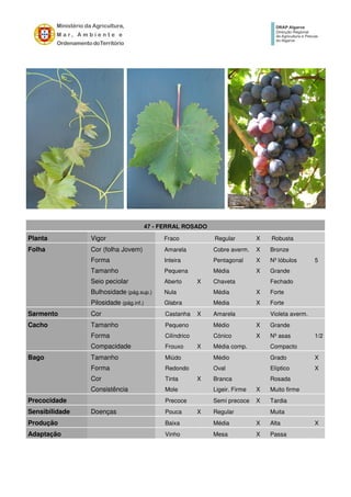 47 - FERRAL ROSADO
Planta Vigor Fraco Regular X Robusta
Folha Cor (folha Jovem) Amarela Cobre averm. X Bronze
Forma Inteira Pentagonal X Nº lóbulos 5
Tamanho Pequena Média X Grande
Seio peciolar Aberto X Chaveta Fechado
Bulhosidade (pág.sup.) Nula Média X Forte
Pilosidade (pág.inf.) Glabra Média X Forte
Sarmento Cor Castanha X Amarela Violeta averm.
Cacho Tamanho Pequeno Médio X Grande
Forma Cilíndrico Cónico X Nº asas 1/2
Compacidade Frouxo X Média comp. Compacto
Bago Tamanho Miúdo Médio Grado X
Forma Redondo Oval Elíptico X
Cor Tinta X Branca Rosada
Consistência Mole Ligeir. Firme X Muito firme
Precocidade Precoce Semi precoce X Tardia
Sensibilidade Doenças Pouca X Regular Muita
Produção Baixa Média X Alta X
Adaptação Vinho Mesa X Passa
 