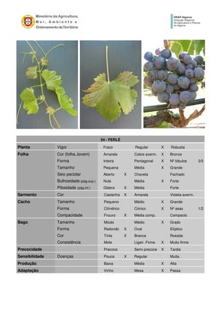 54 - FERLÉ
Planta Vigor Fraco Regular X Robusta
Folha Cor (folha Jovem) Amarela Cobre averm. X Bronze
Forma Inteira Pentagonal X Nº lóbulos 3/5
Tamanho Pequena Média X Grande
Seio peciolar Aberto X Chaveta Fechado
Bulhosidade (pág.sup.) Nula Média X Forte
Pilosidade (pág.inf.) Glabra X Média Forte
Sarmento Cor Castanha X Amarela Violeta averm.
Cacho Tamanho Pequeno Médio X Grande
Forma Cilíndrico Cónico X Nº asas 1/2
Compacidade Frouxo X Média comp. Compacto
Bago Tamanho Miúdo Médio X Grado
Forma Redondo X Oval Elíptico
Cor Tinta X Branca Rosada
Consistência Mole Ligeir. Firme X Muito firme
Precocidade Precoce Semi precoce X Tardia
Sensibilidade Doenças Pouca X Regular Muita
Produção Baixa Média X Alta
Adaptação Vinho Mesa X Passa
 
